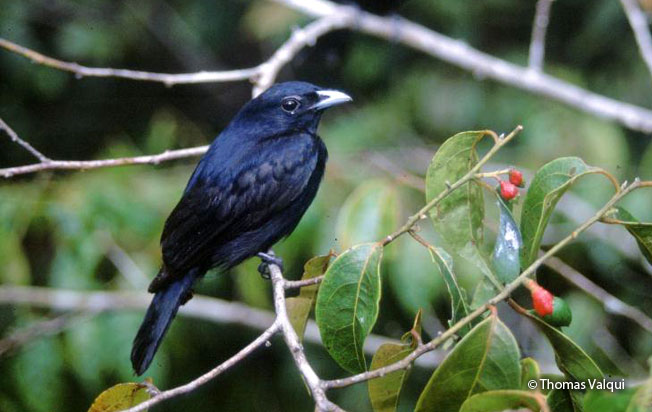 black_manakin