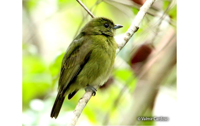 black_manakin