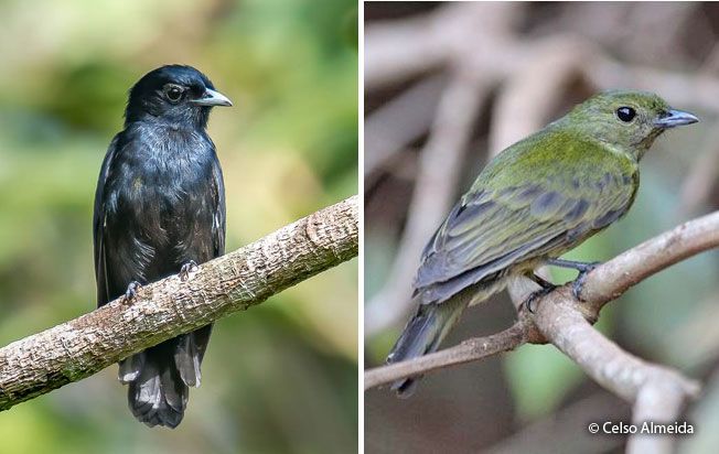 black_manakin