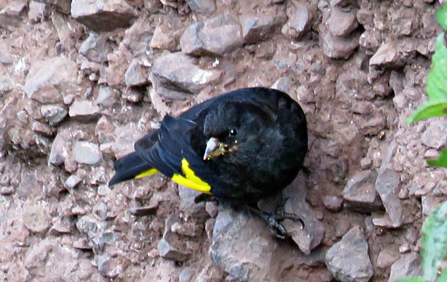 black_siskin