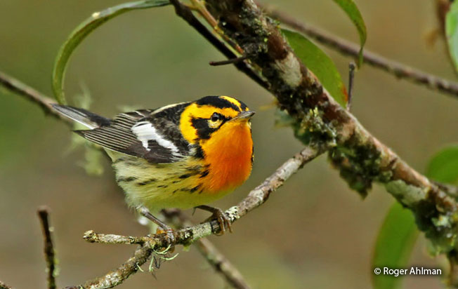 blackburnian-warbler