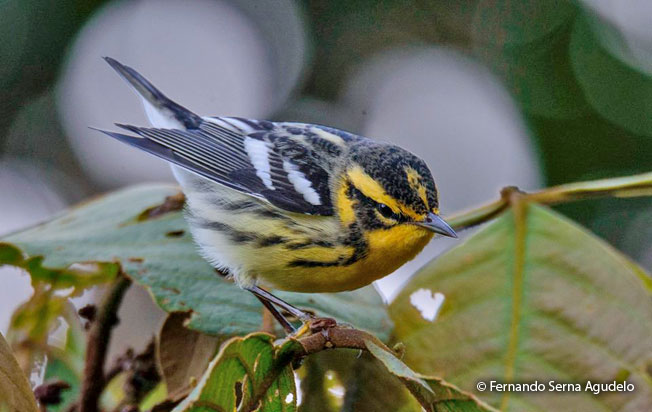 blackburnian-warbler