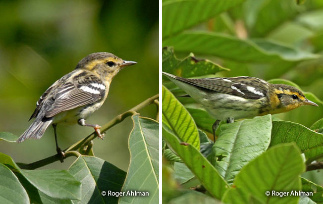 blackburnian-warbler
