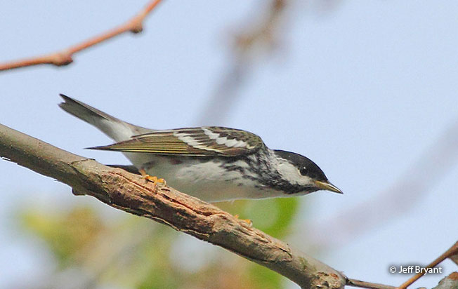 blackpoll_warbler