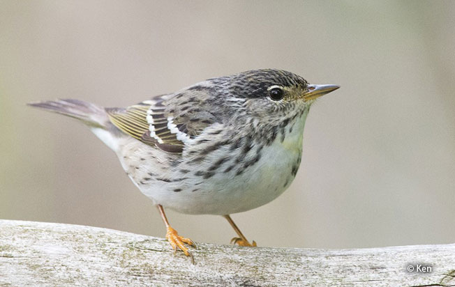 blackpoll_warbler