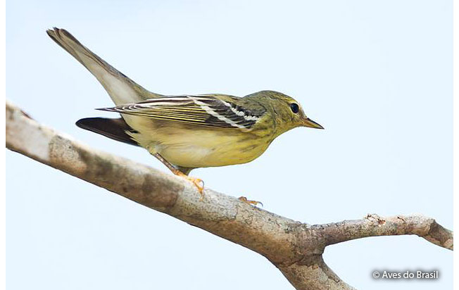blackpoll_warbler
