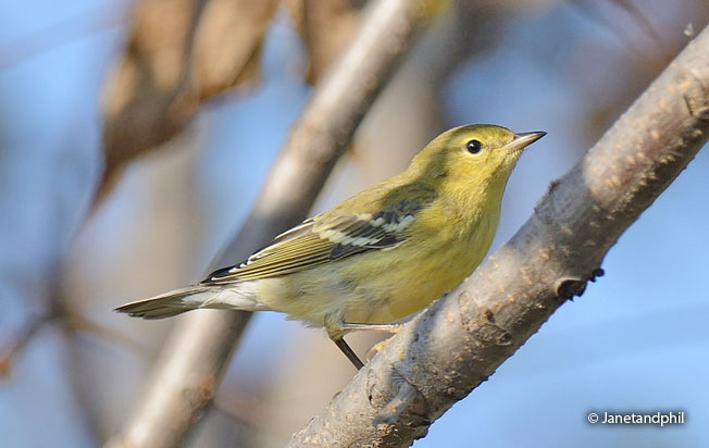 blackpoll_warbler