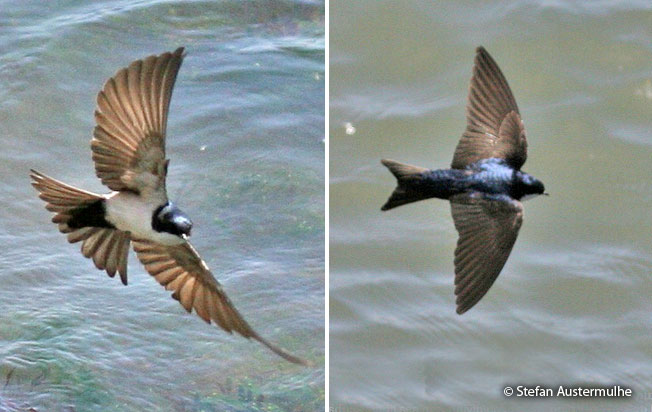 blue-and-white-swallow