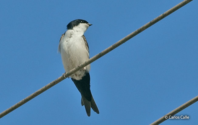 blue-and-white-swallow