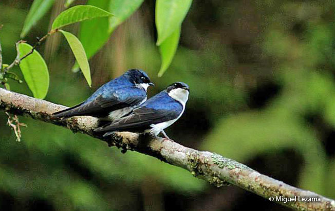 blue-and-white-swallow