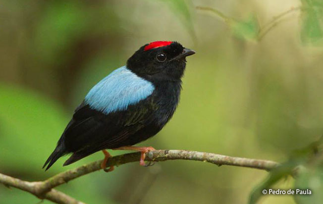 blue-backed_manakin