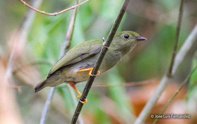 blue-backed_manakin