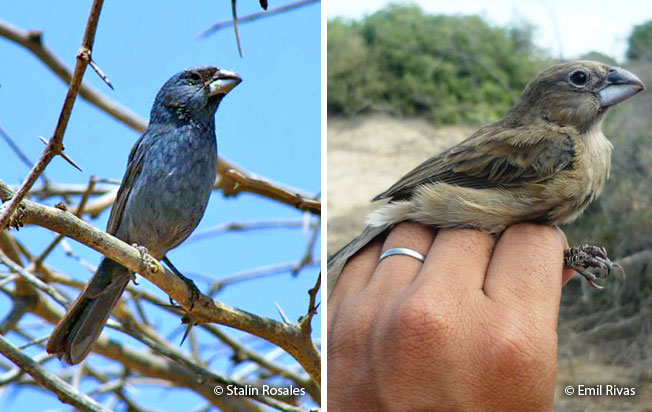 blue-black_grosbeak