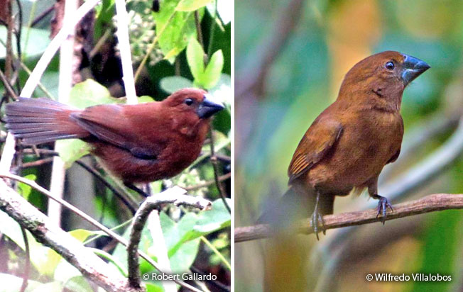 blue-black_grosbeak