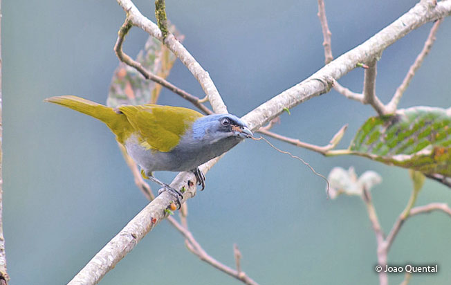 blue-capped_tanager