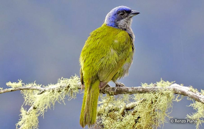 blue-capped_tanager