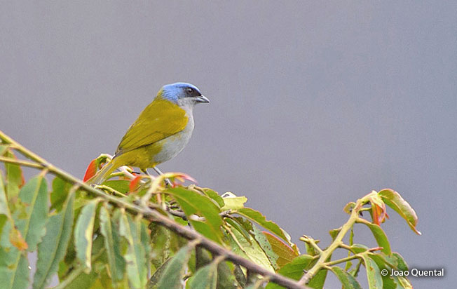 blue-capped_tanager
