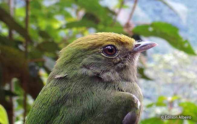 blue-rumped_manakin