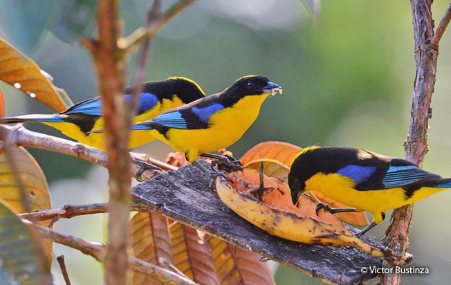 blue-winged_mountain-tanager