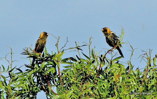 bobolink