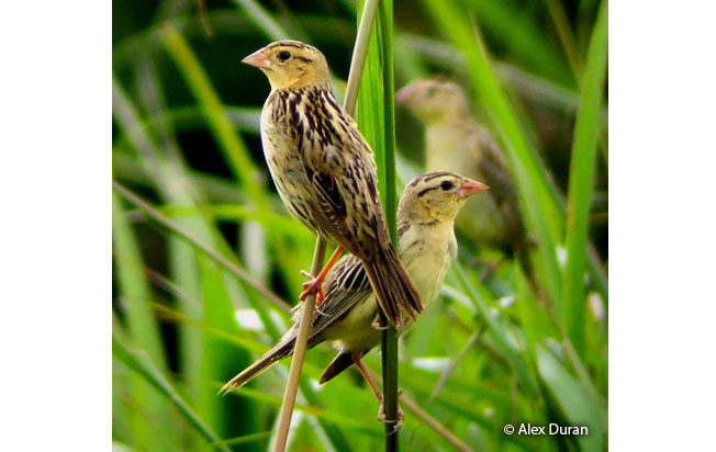 bobolink