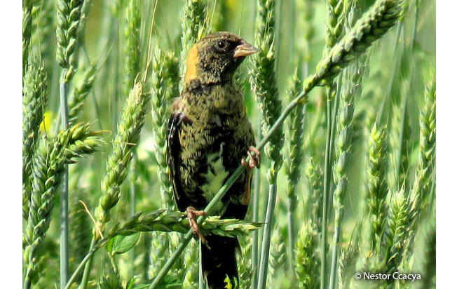 bobolink