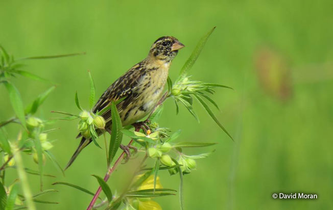 bobolink
