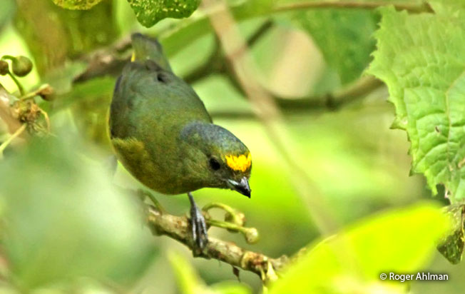 bronze-green_euphonia