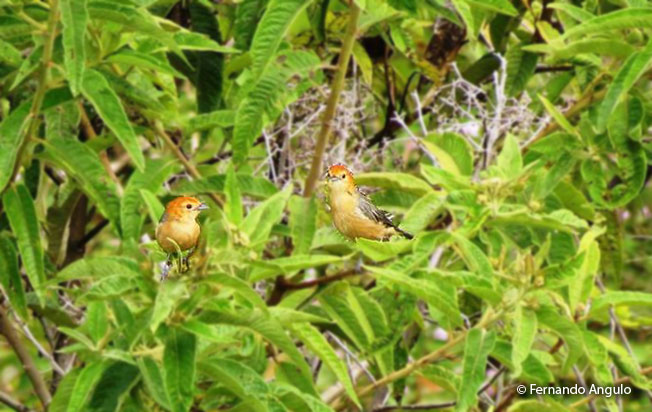 buff-bellied_tanager