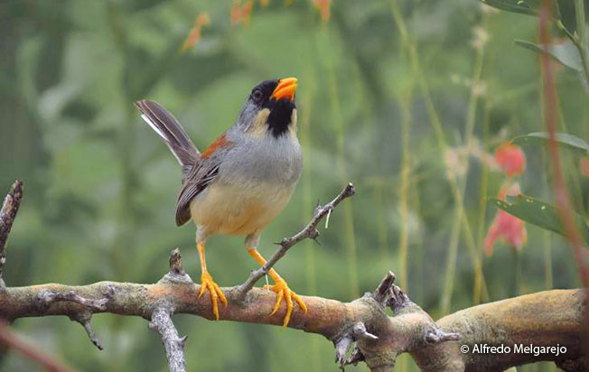 buff-bridled_inca-finch
