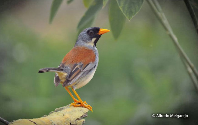 buff-bridled_inca-finch