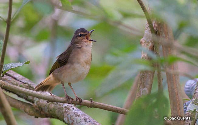 buff-rumped_warbler