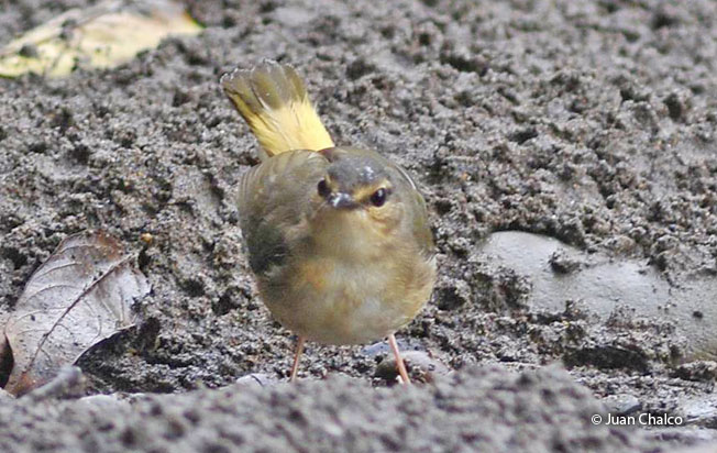 buff-rumped_warbler