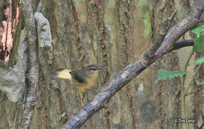 buff-rumped_warbler