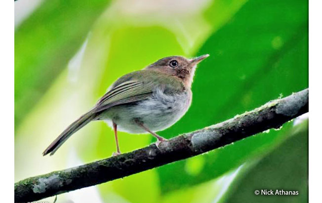 buff-throated_tody-tyrant