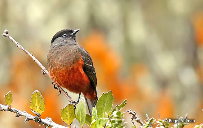 chestnut-bellied_cotinga