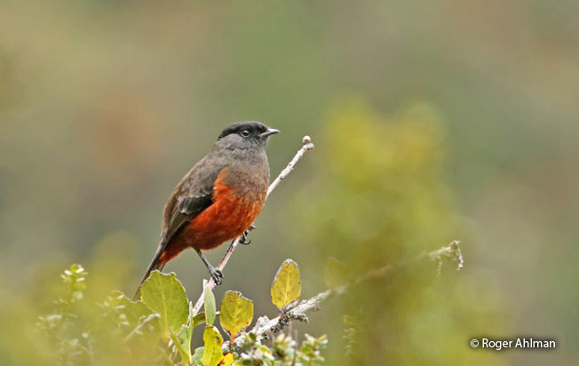 chestnut-bellied_cotinga
