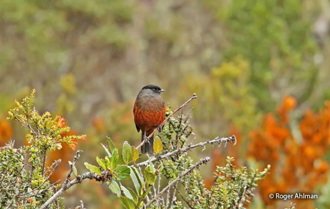 chestnut-bellied_cotinga