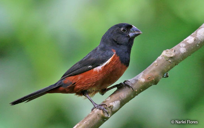 chestnut-bellied_seed-finch