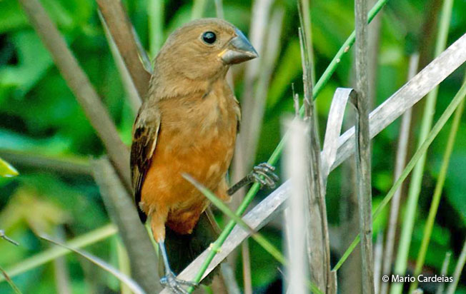 chestnut-bellied_seed-finch