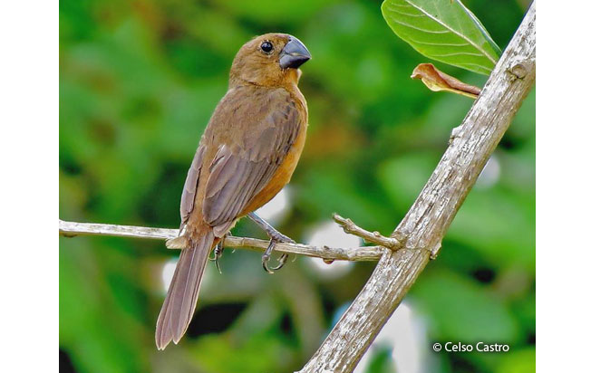 chestnut-bellied_seed-finch