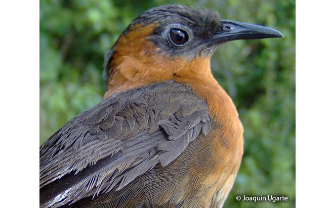 chestnut-breasted_wren