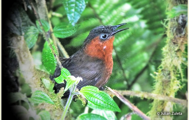 chestnut-breasted_wren