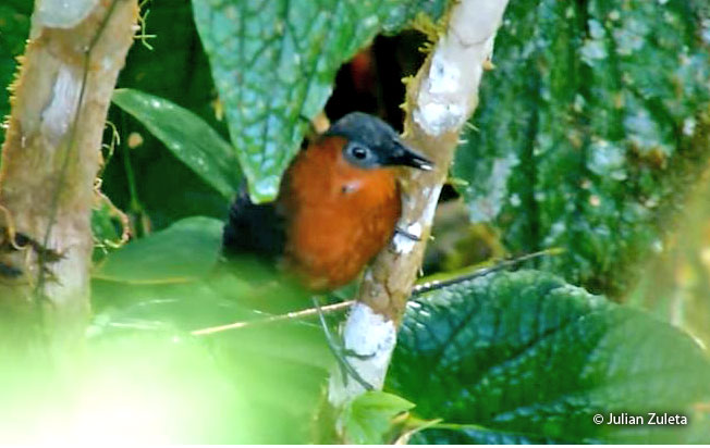chestnut-breasted_wren