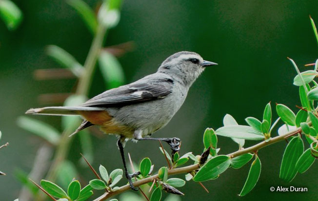 cinereous_conebill
