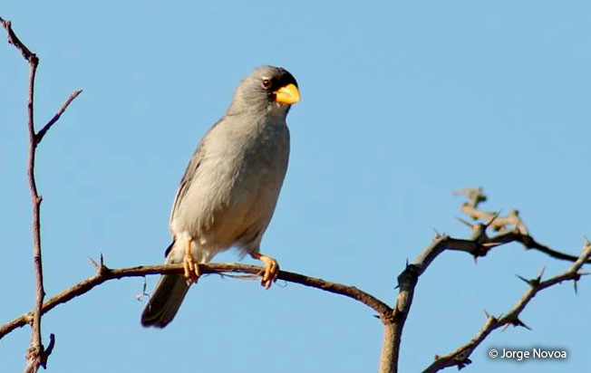 cinereous_finch