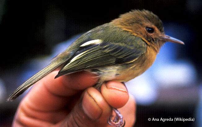 cinnamon-breasted_tody-tyrant