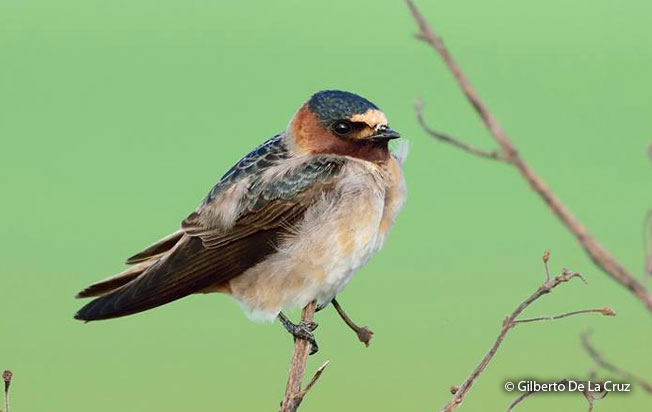 cliff_swallow