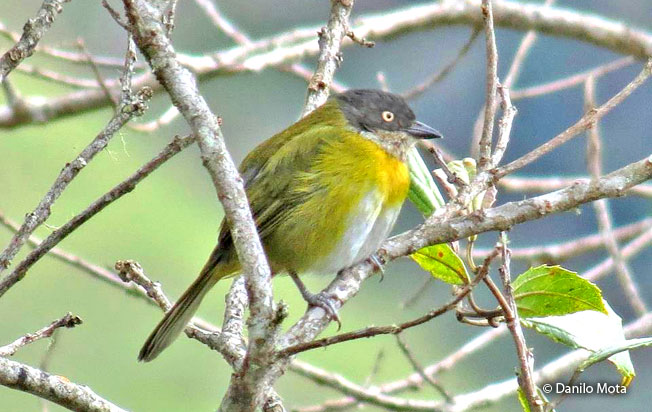 common-chlorospingus