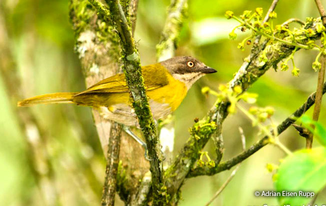 common-chlorospingus